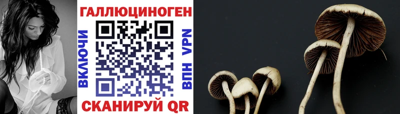 Галлюциногенные грибы GOLDEN TEACHER  Купить закладки  Хасавюрт 